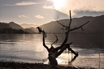 Bassenthwaite Tree