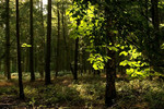 Avon Forest