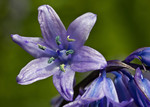 Spanish Bluebells