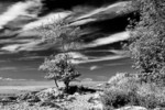 Silverdale Tree